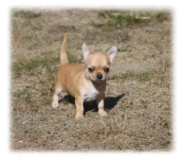 Les Chihuahua de l'affixe Shine A Light For Pandora