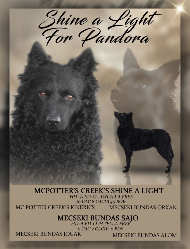 Shine A Light For Pandora - Première portée de l'élevage très bientot 